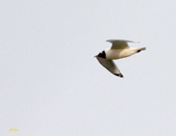 Franklins Gull
